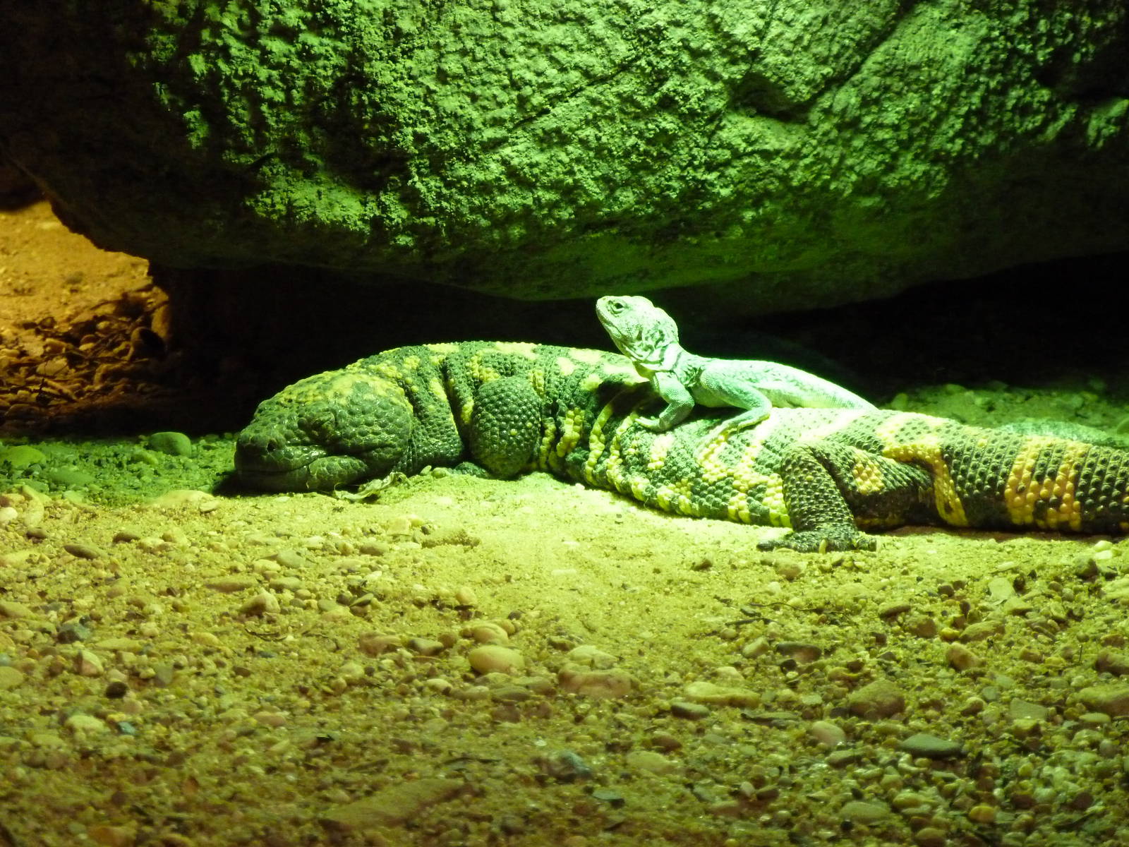 Gila monster & Collared lizzard