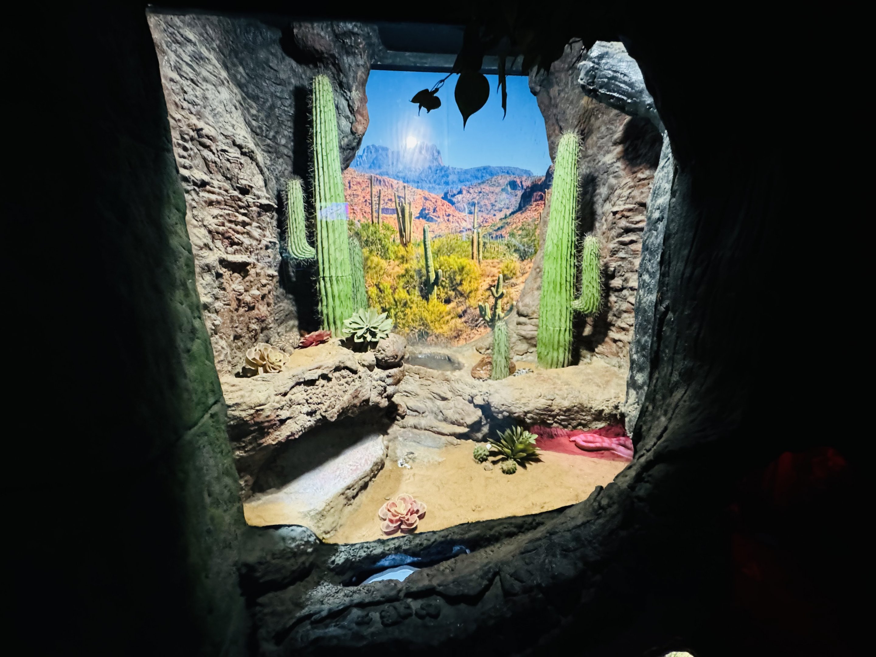 Gila Monster/corn snake enclosure