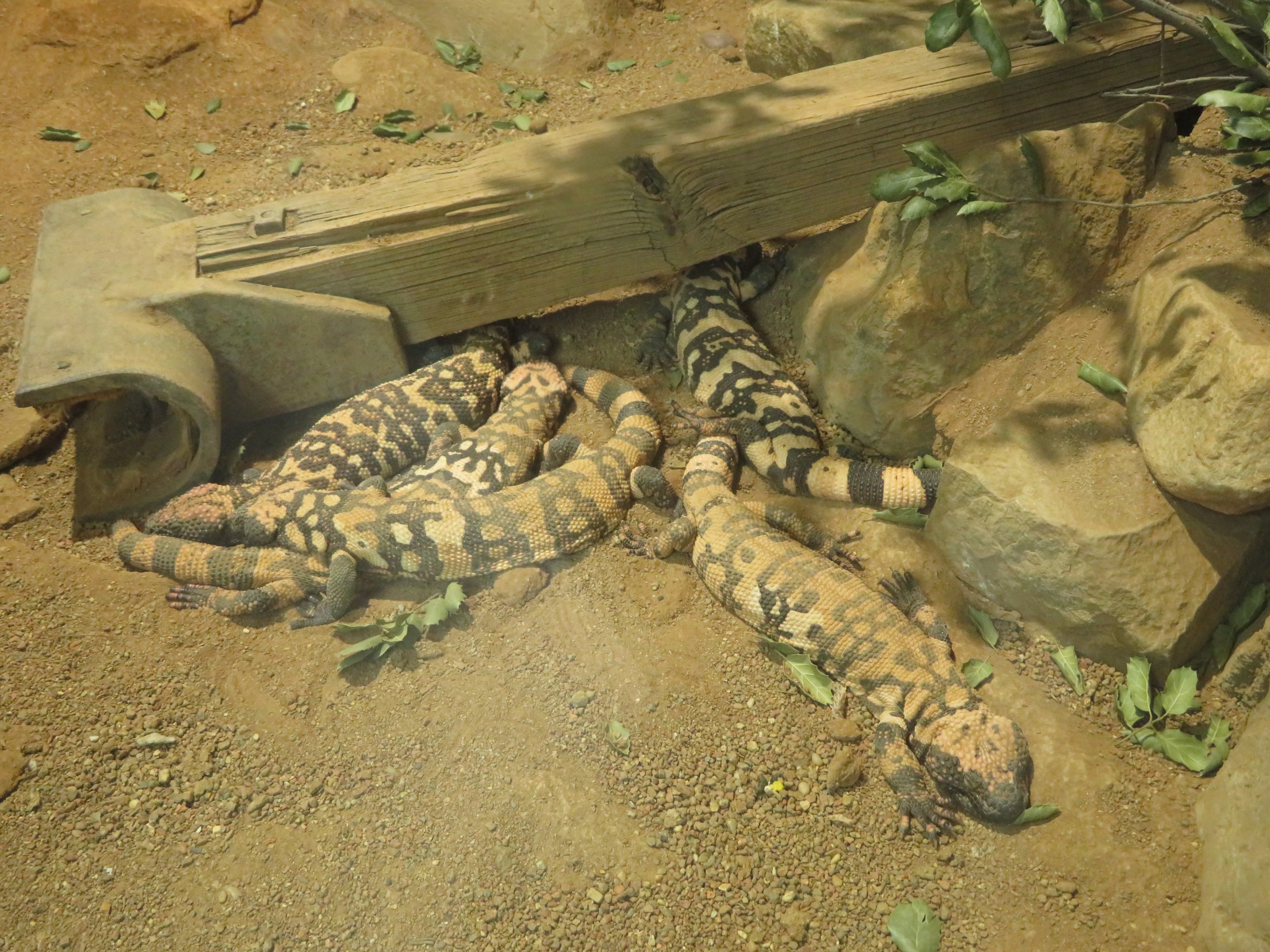 Gila Monster Dogpile