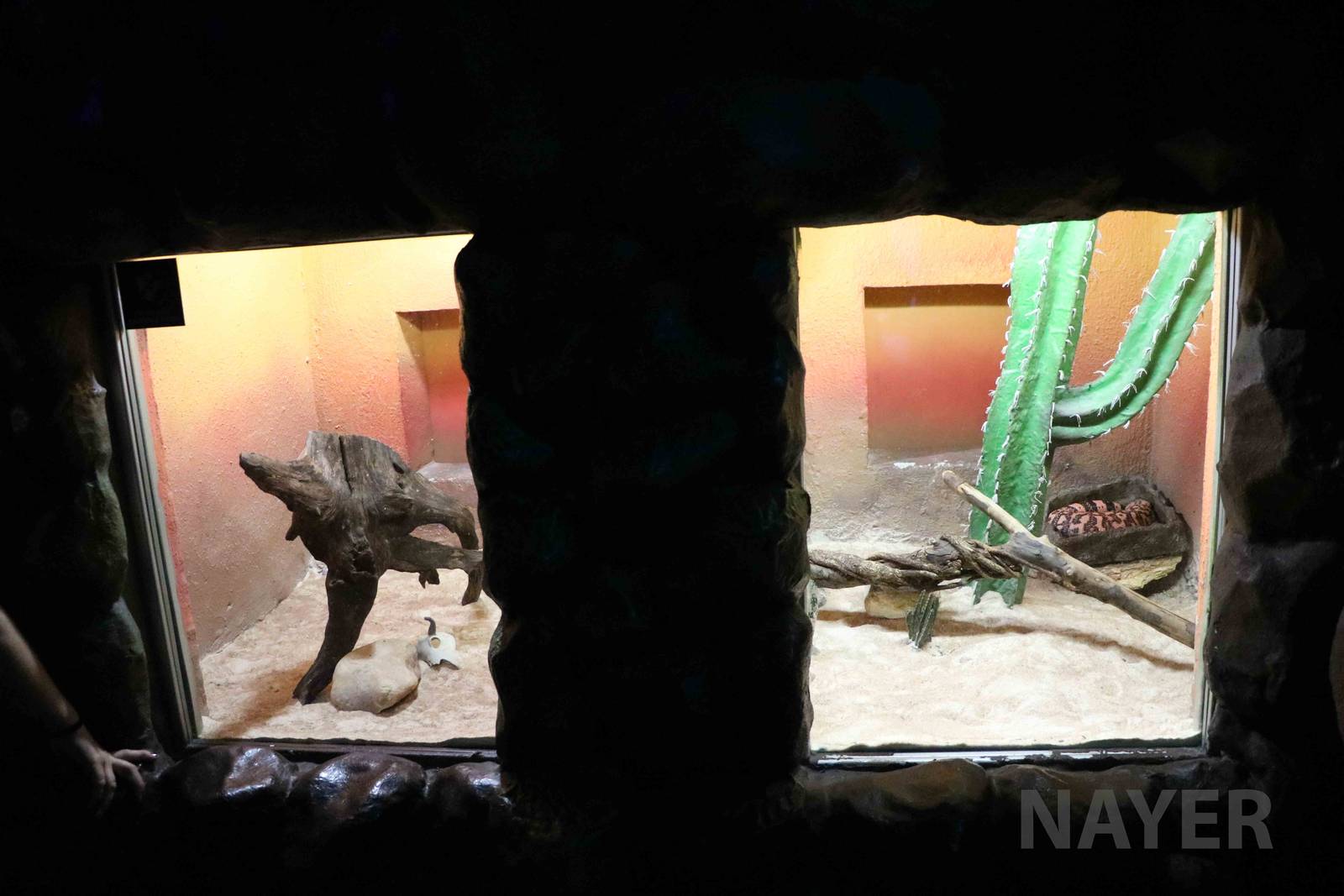 Gila monster enclosure, April 2016