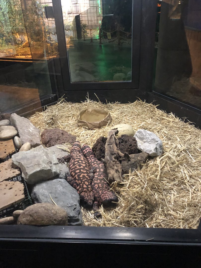 Gila Monster Enclosure at Aqua Vega