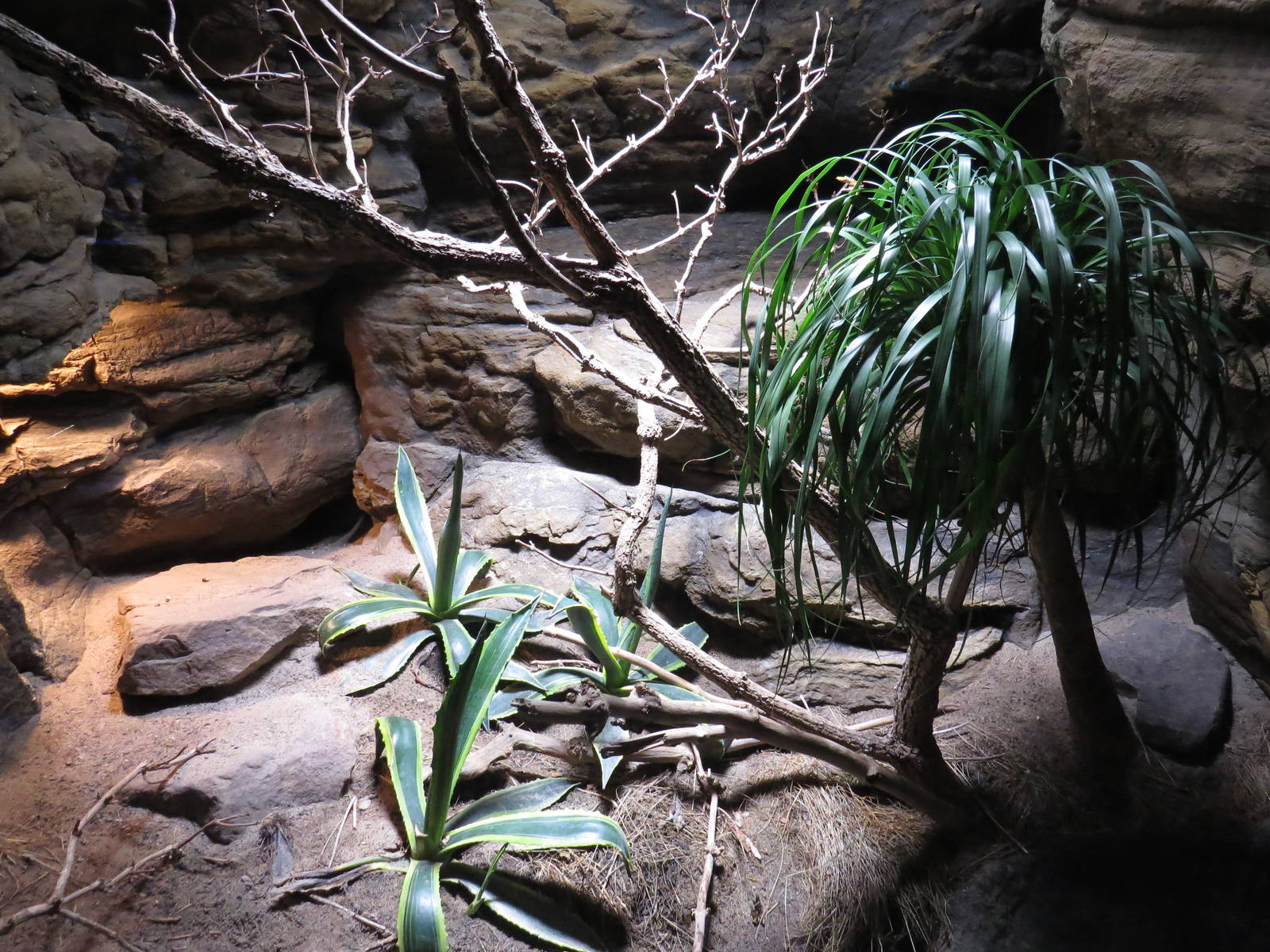 Gila monster enclosure, June 2015