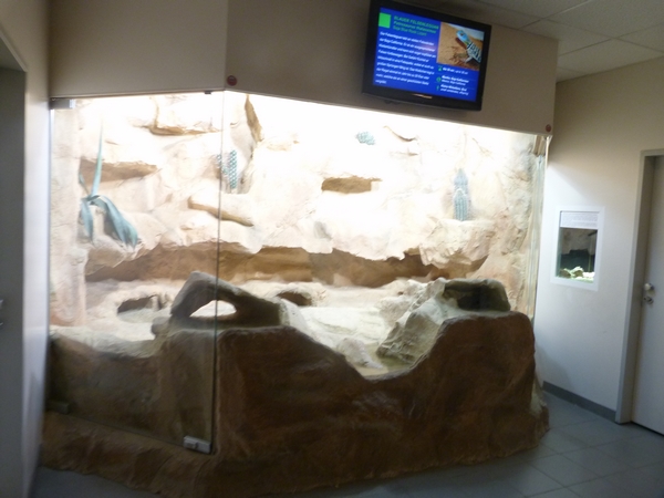 Gila monster enclosure