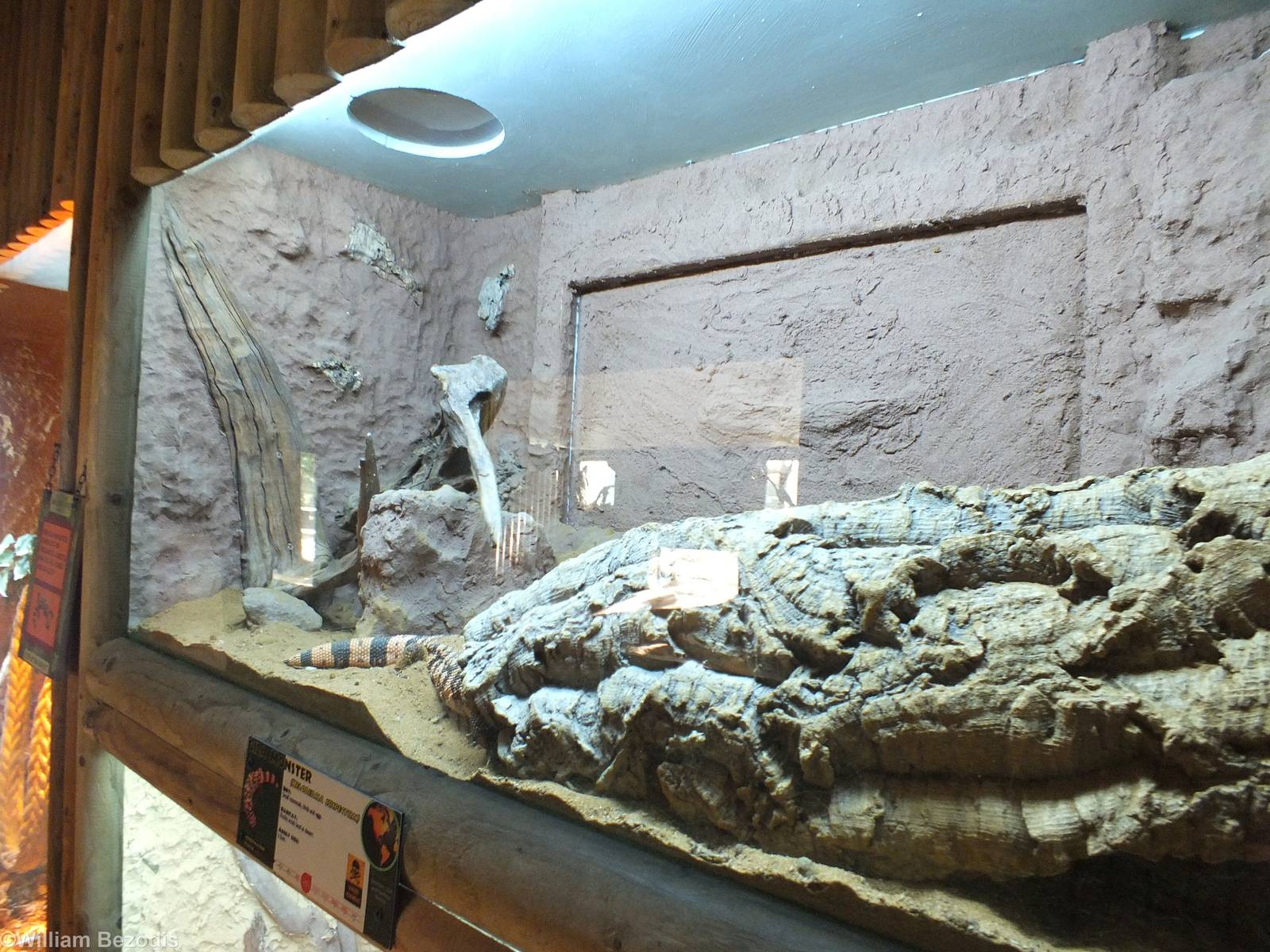Gila Monster Enclosure