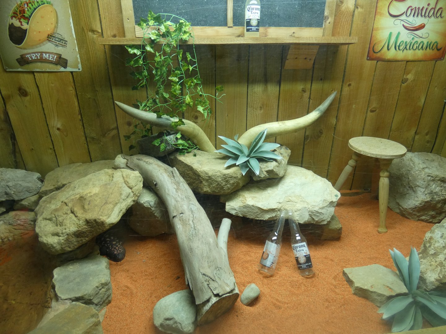 Gila Monster enclosure