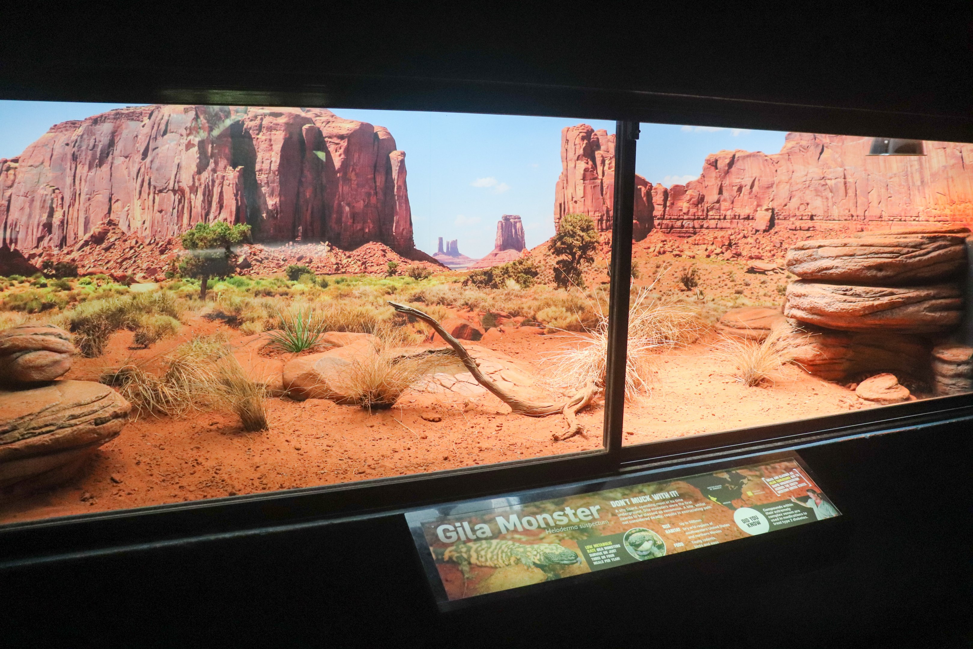 Gila Monster Enclosure