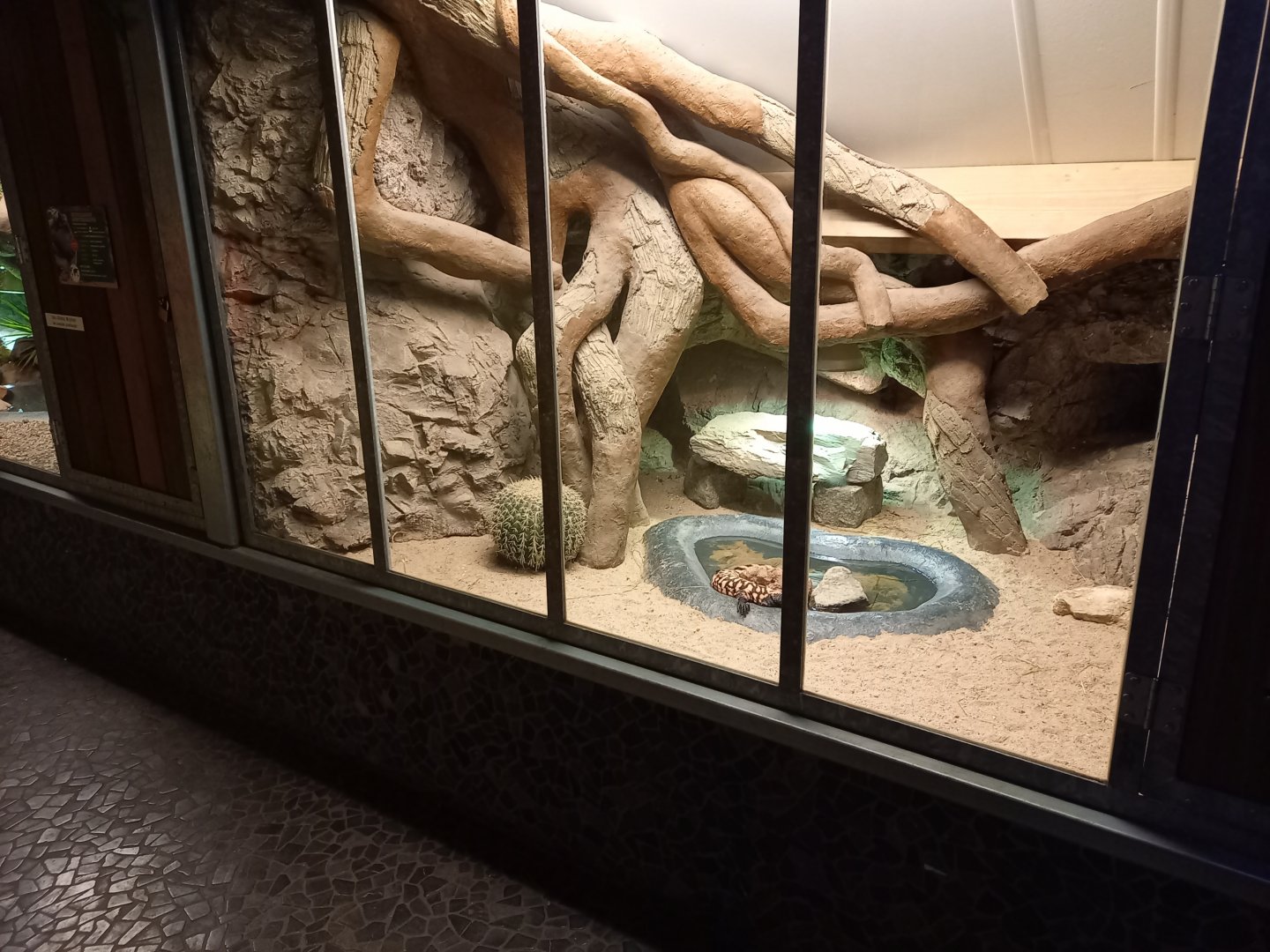 Gila monster enclosure