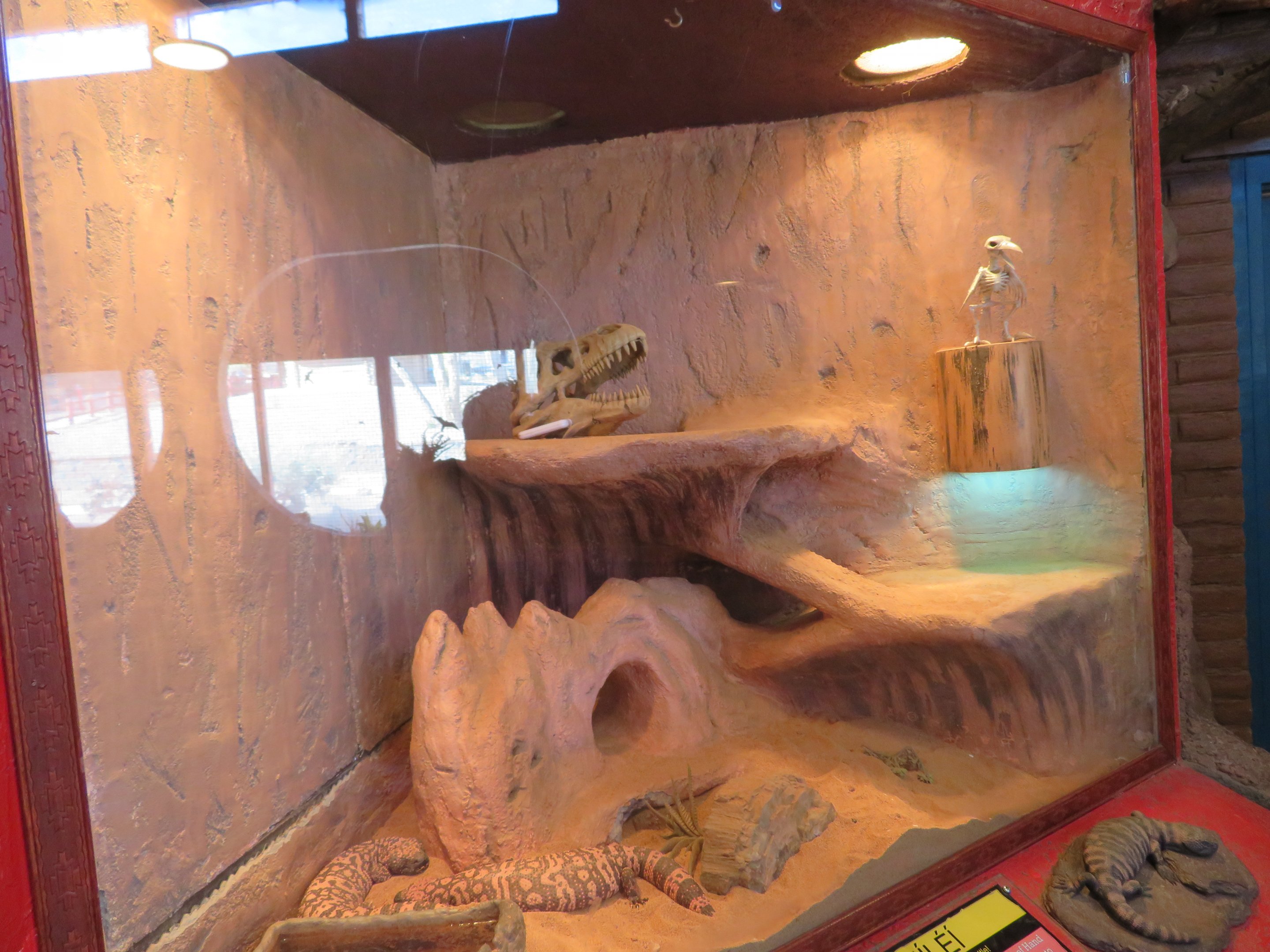 Gila Monster Enclosure