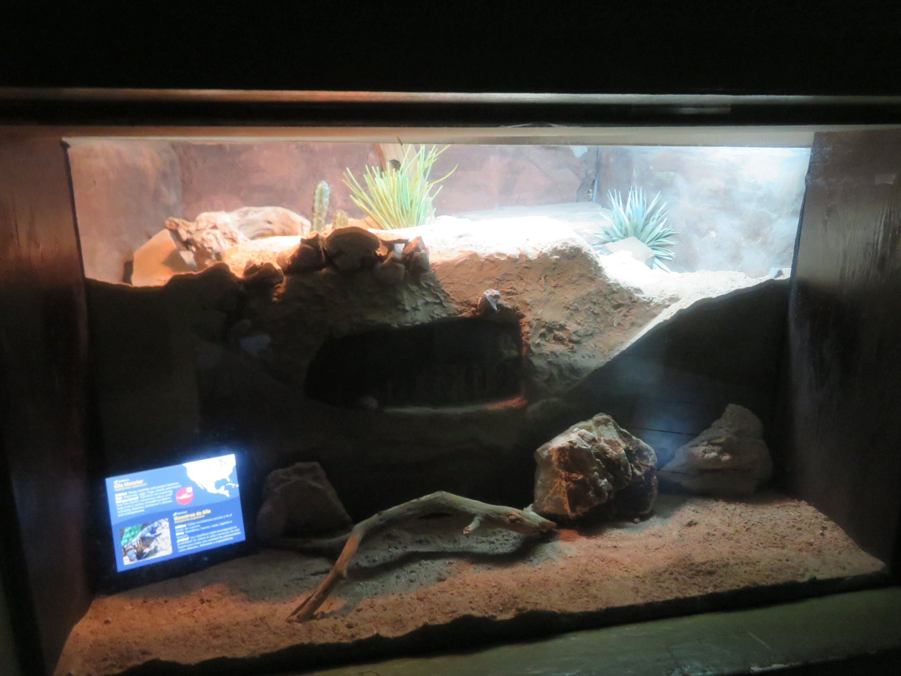 Gila Monster Enclosure