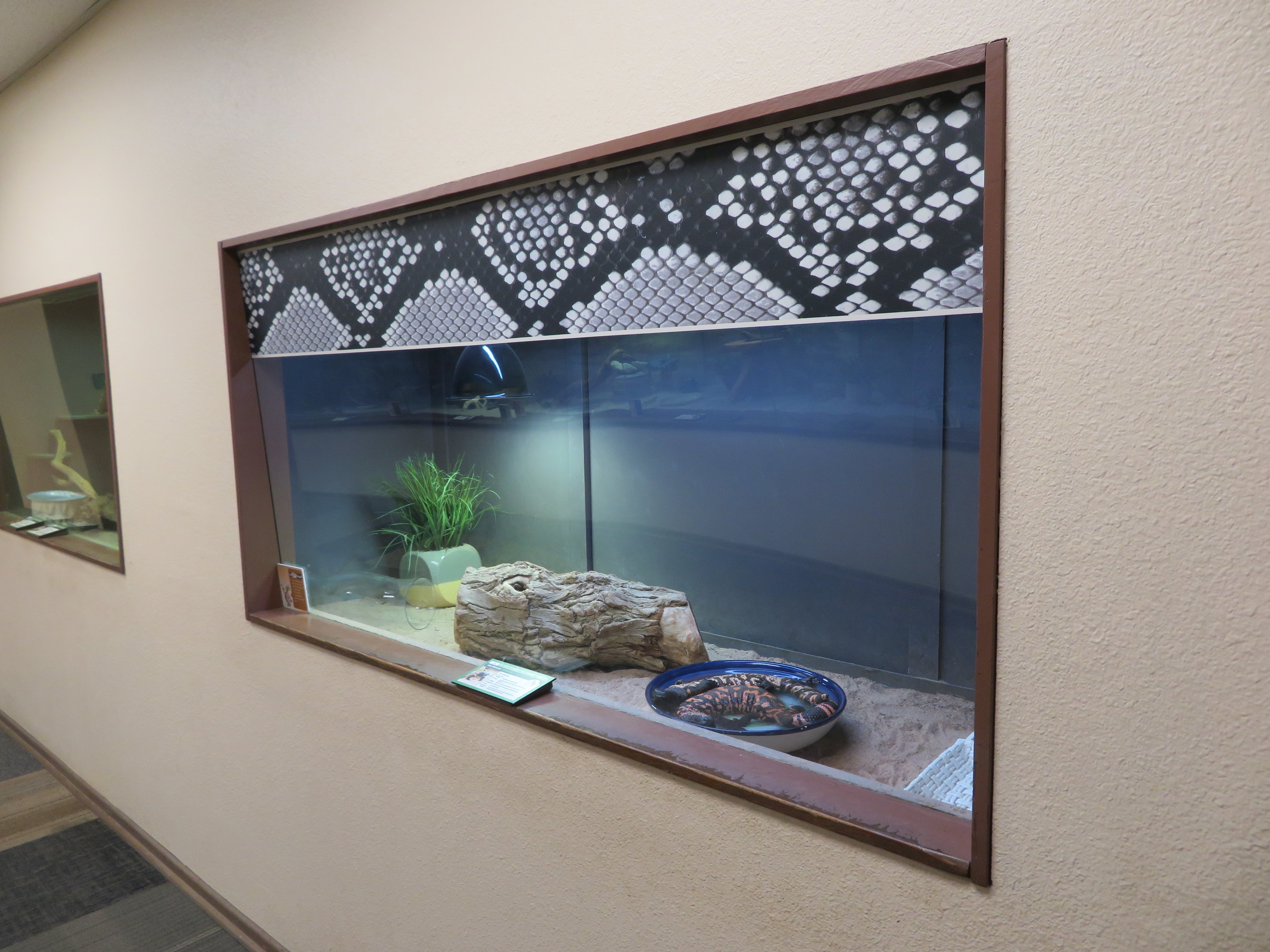 Gila Monster Enclosure