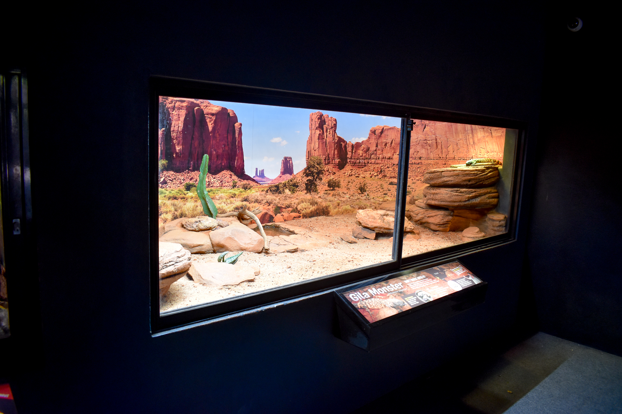 Gila Monster Enclosure