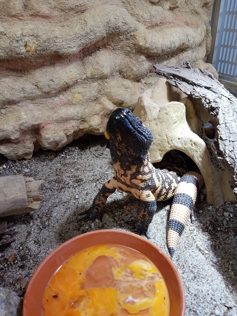 Gila monster enjoying its favourite dish