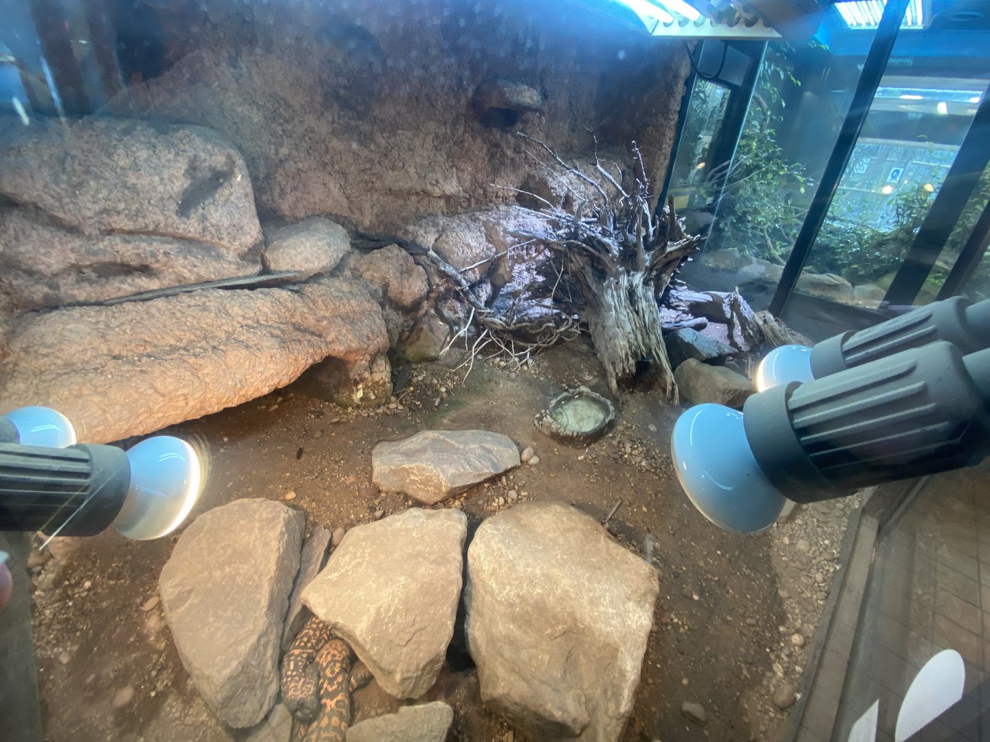 Gila monster exhibit 040324