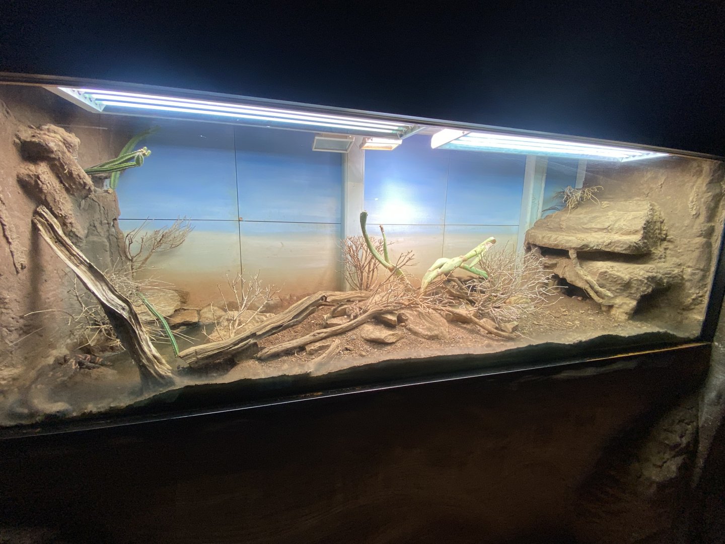 Gila monster exhibit 150725