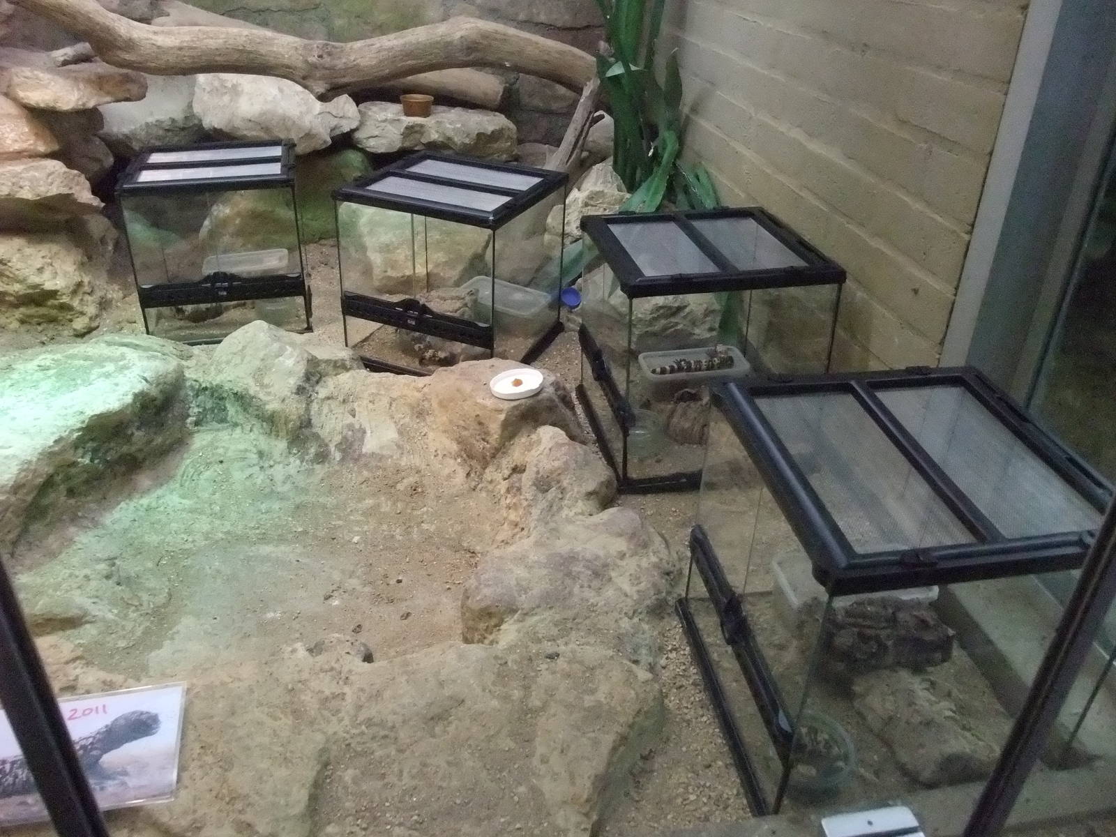 Gila Monster Exhibit at Bristol, 06/02/12