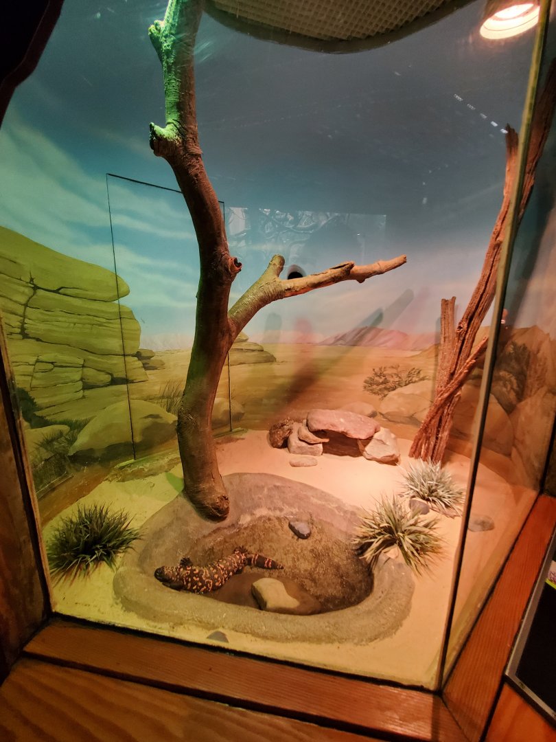 Gila Monster Exhibit - August 2021