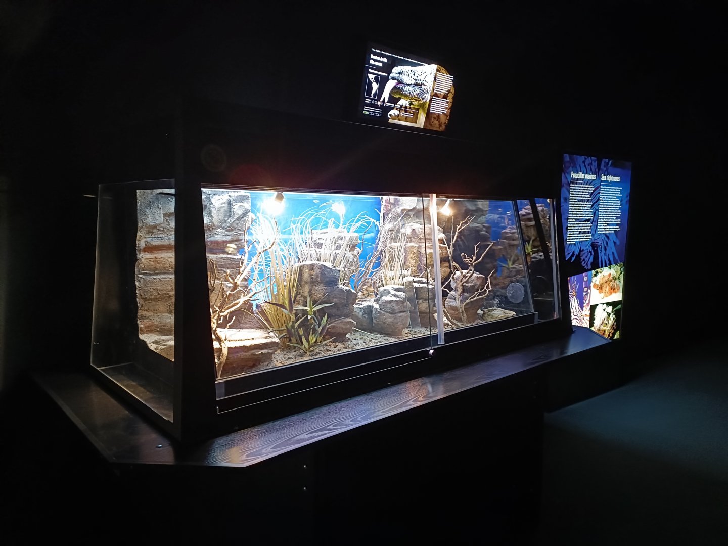 Gila monster exhibit - Bioparc Acuario de Gijón