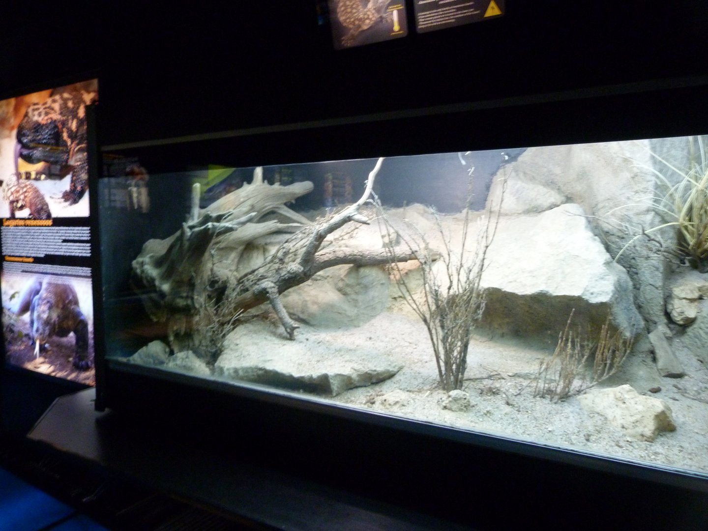 Gila monster exhibit -Faunia (2025)