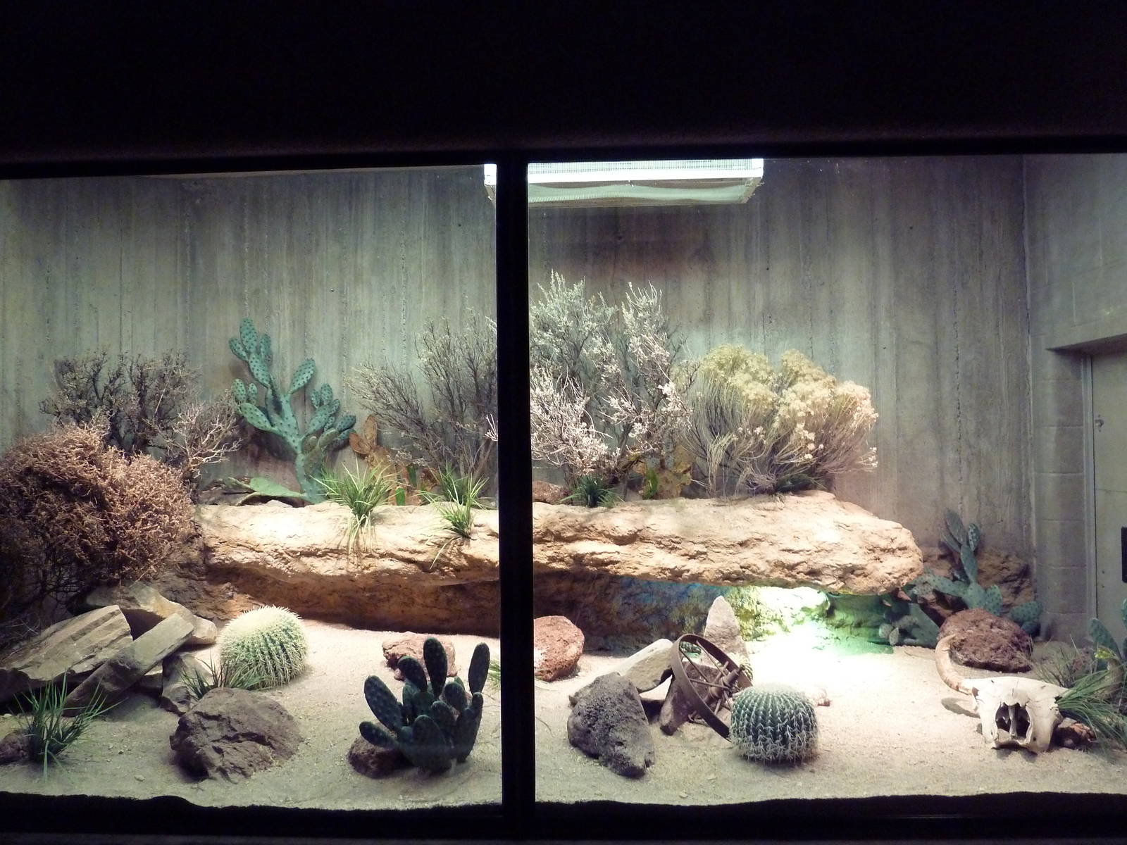Gila Monster Exhibit