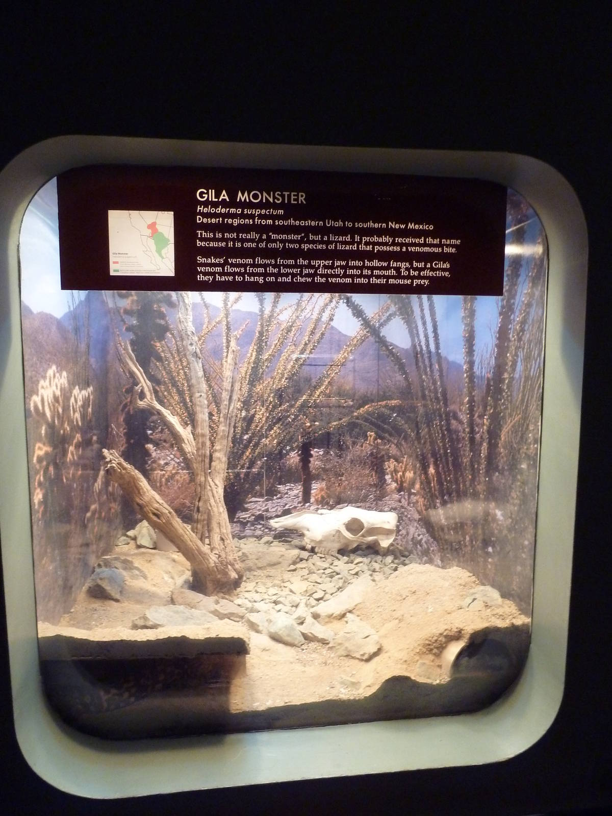 Gila Monster Exhibit