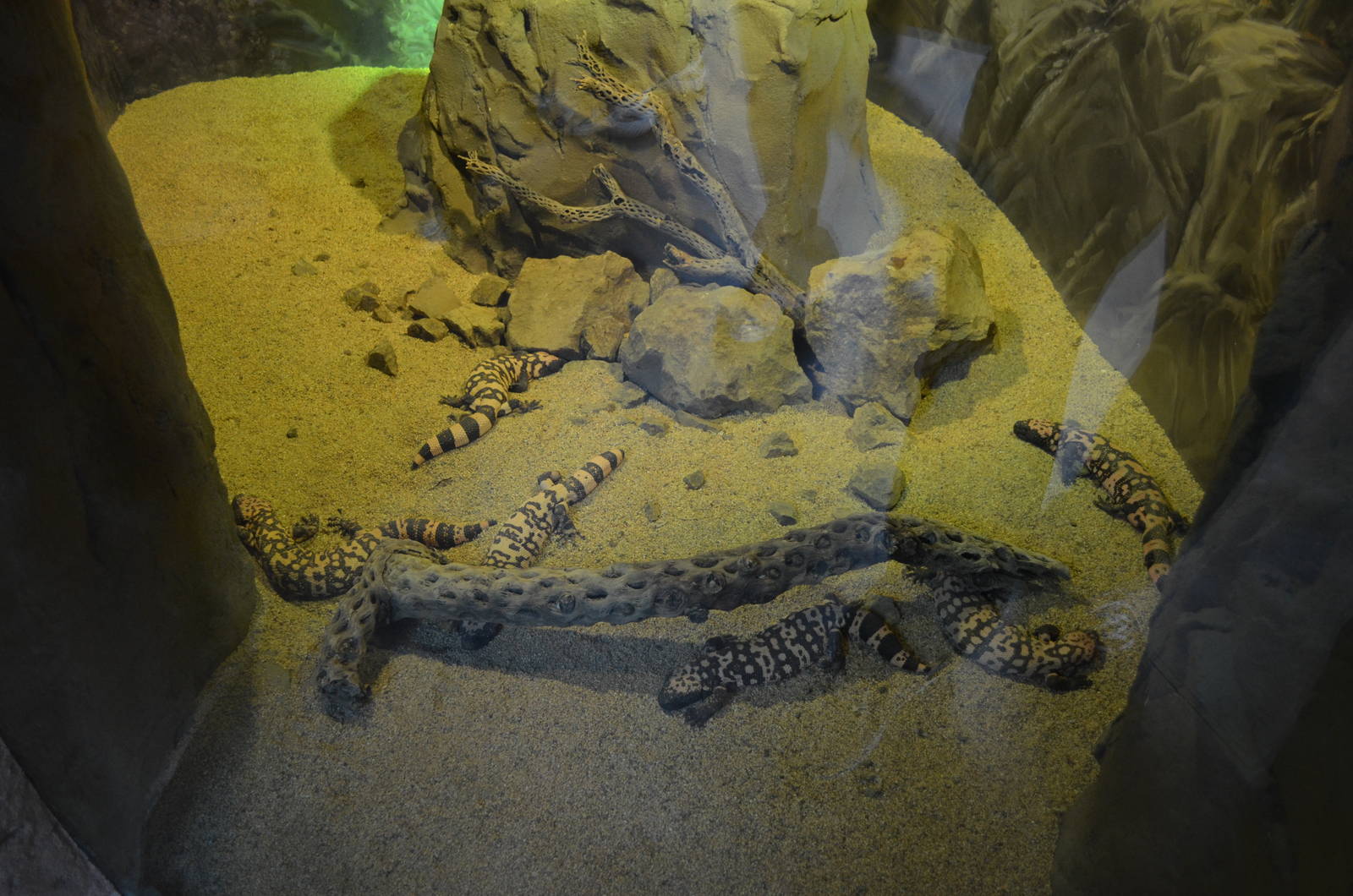 GILA MONSTER EXHIBIT