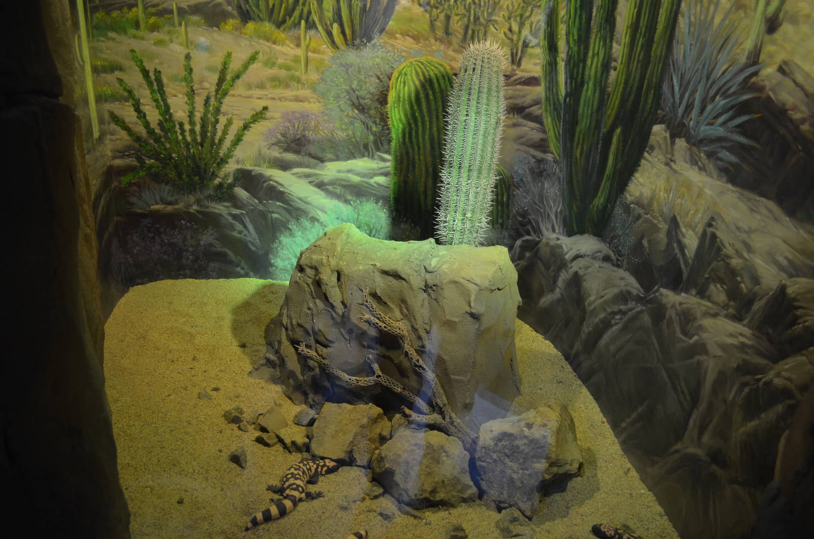 GILA MONSTER EXHIBIT