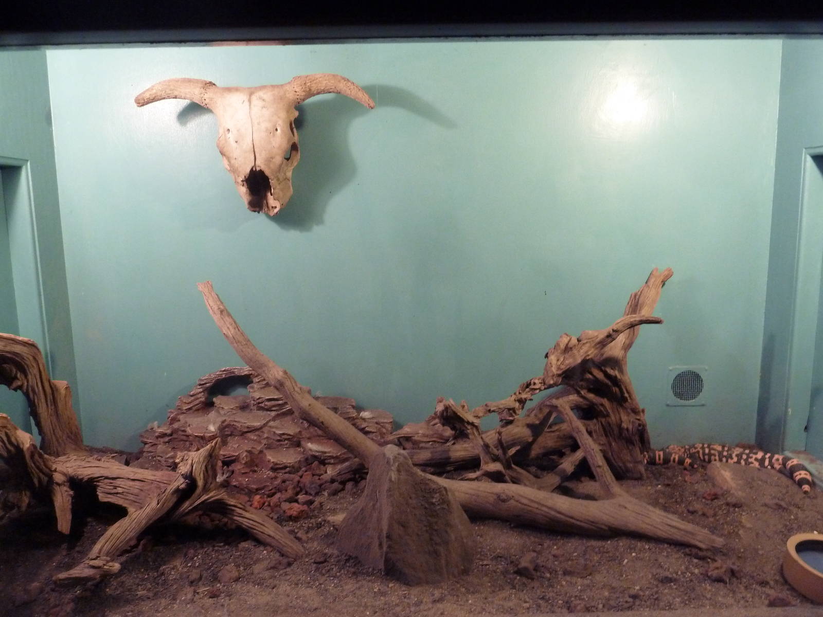 Gila Monster Exhibit