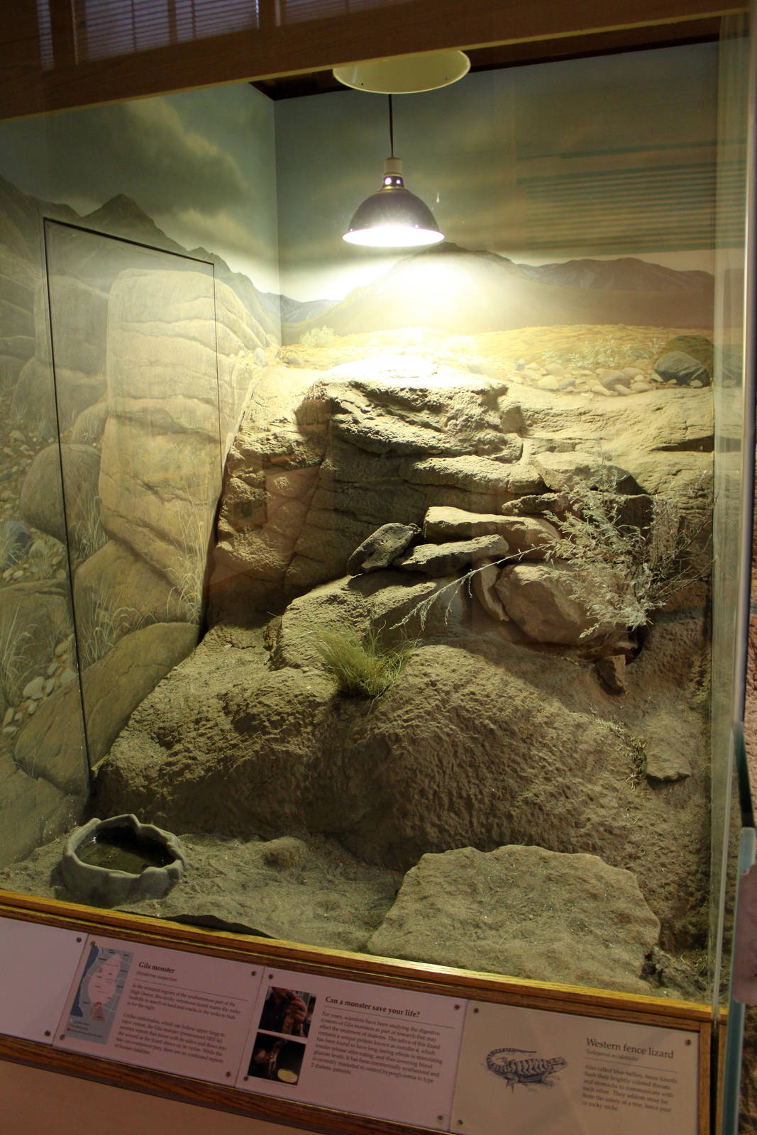 Gila Monster Exhibit