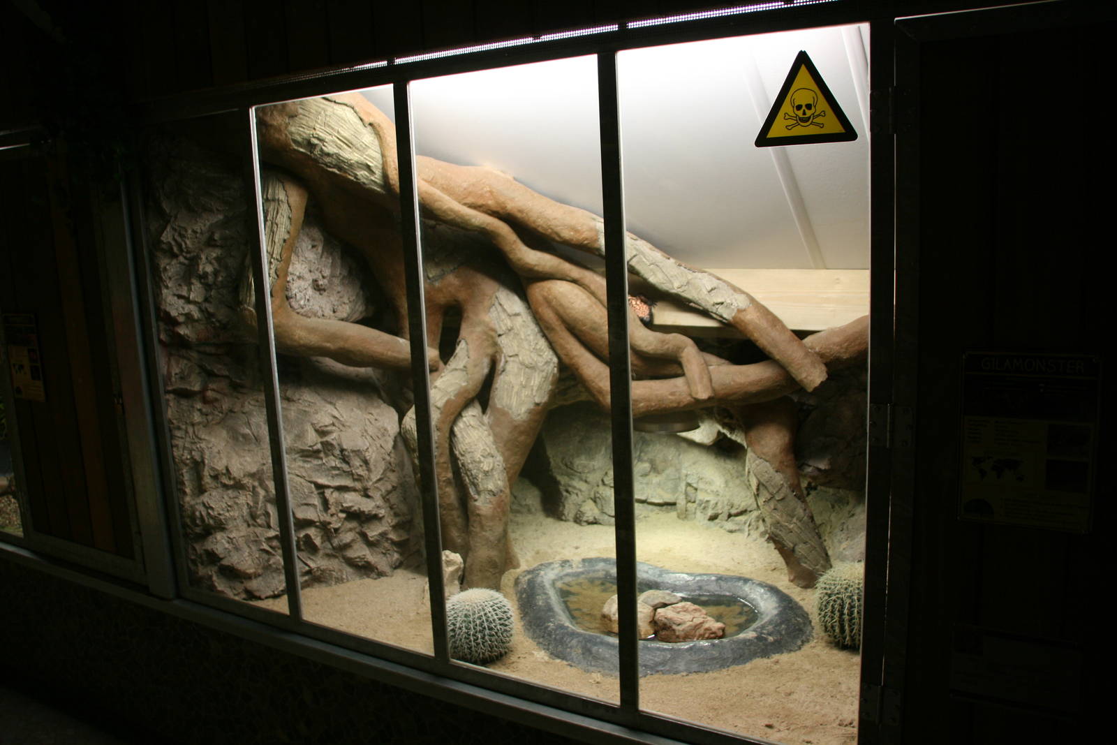 Gila monster exhibit