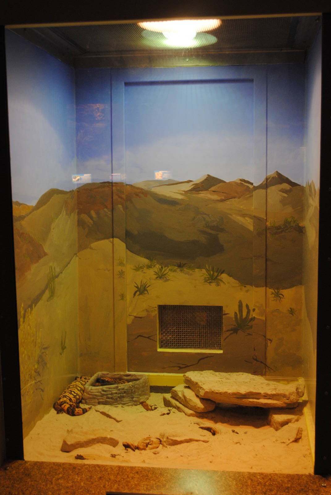 Gila Monster exhibit