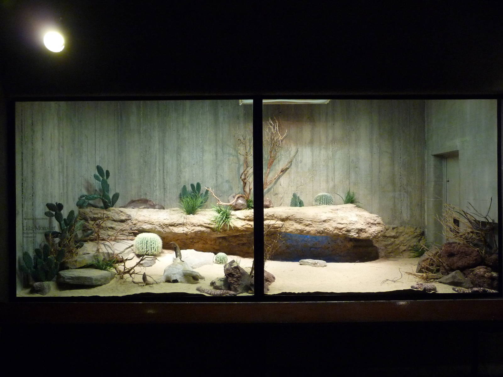 Gila Monster Exhibit