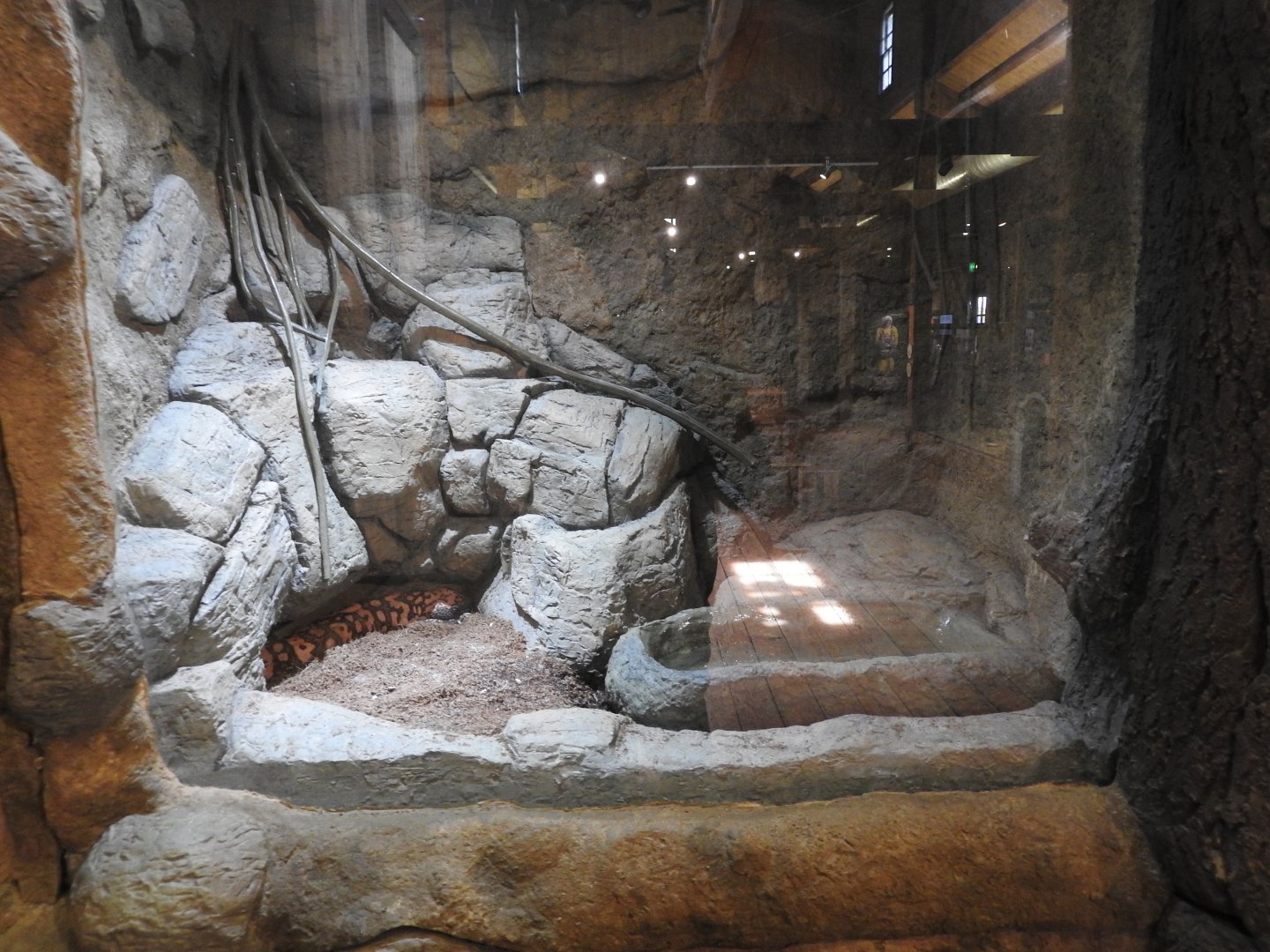 Gila Monster exhibit