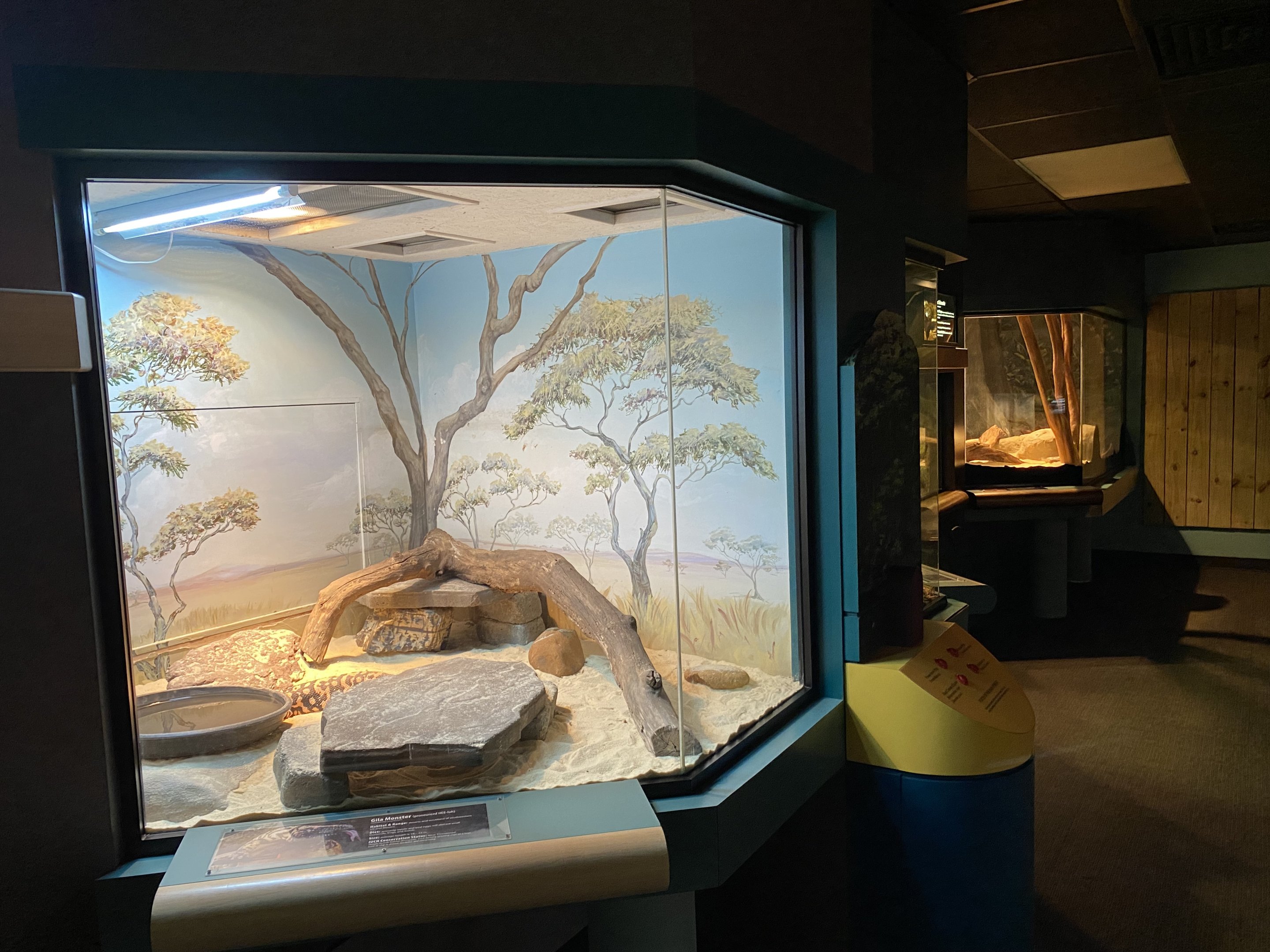 Gila Monster Exhibit