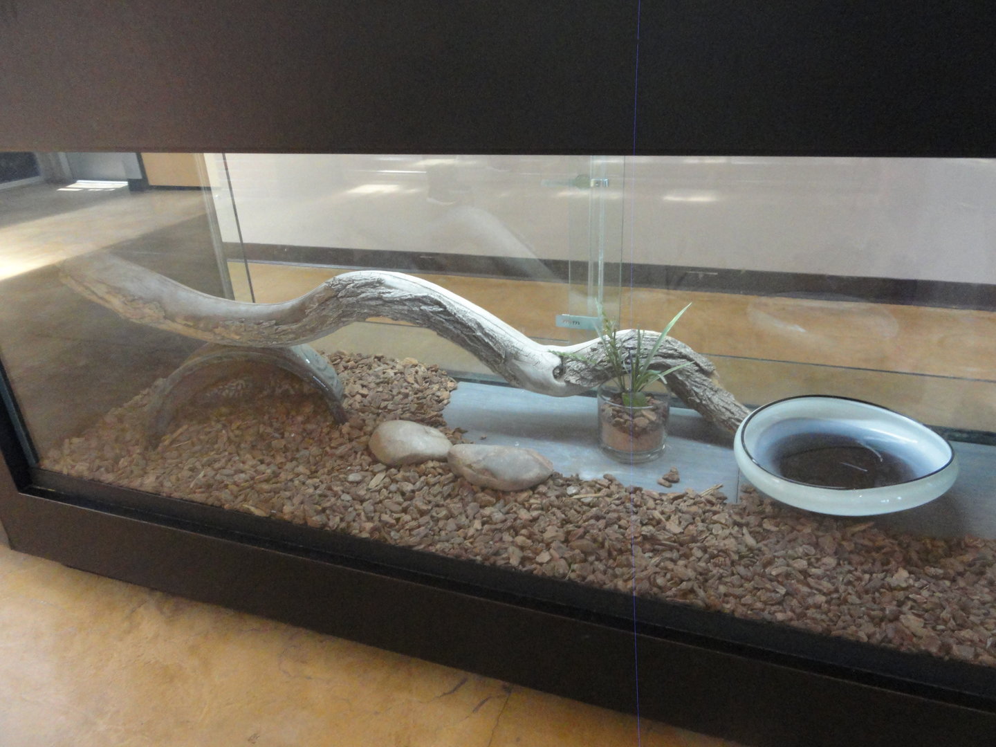 Gila Monster Exhibit