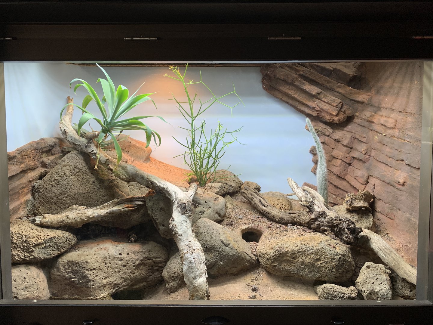 Gila Monster Exhibit