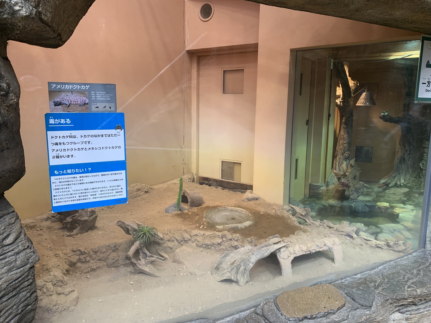 Gila Monster Exhibit