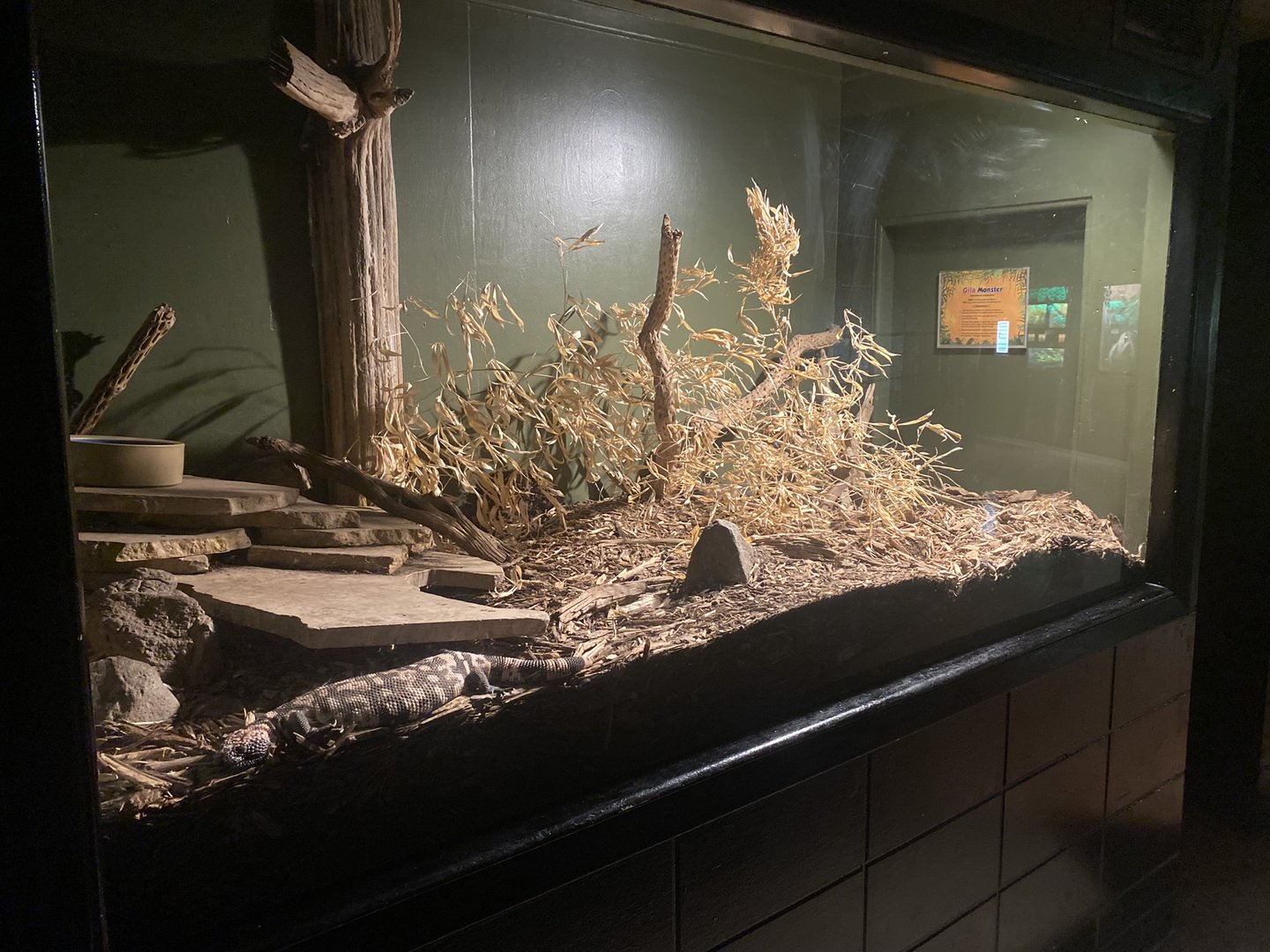Gila Monster Exhibit