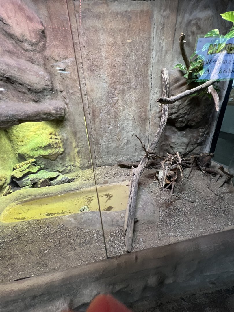 Gila Monster Exhibit