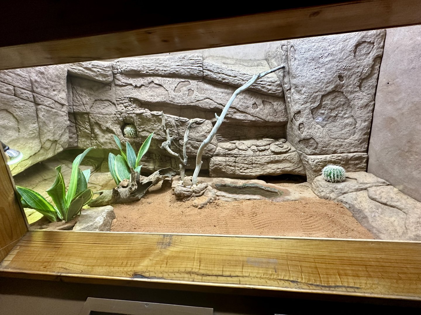 Gila Monster Exhibit