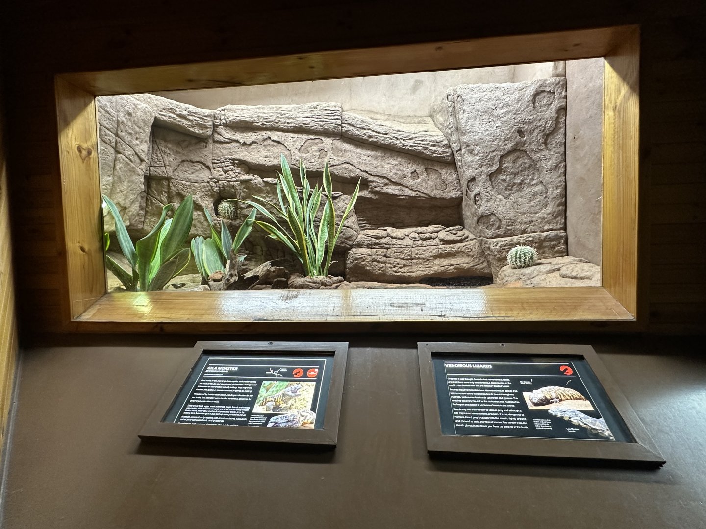 Gila monster exhibit