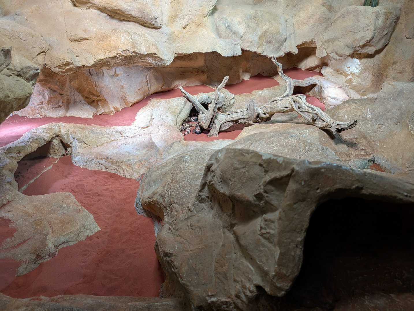 Gila Monster Exhibit