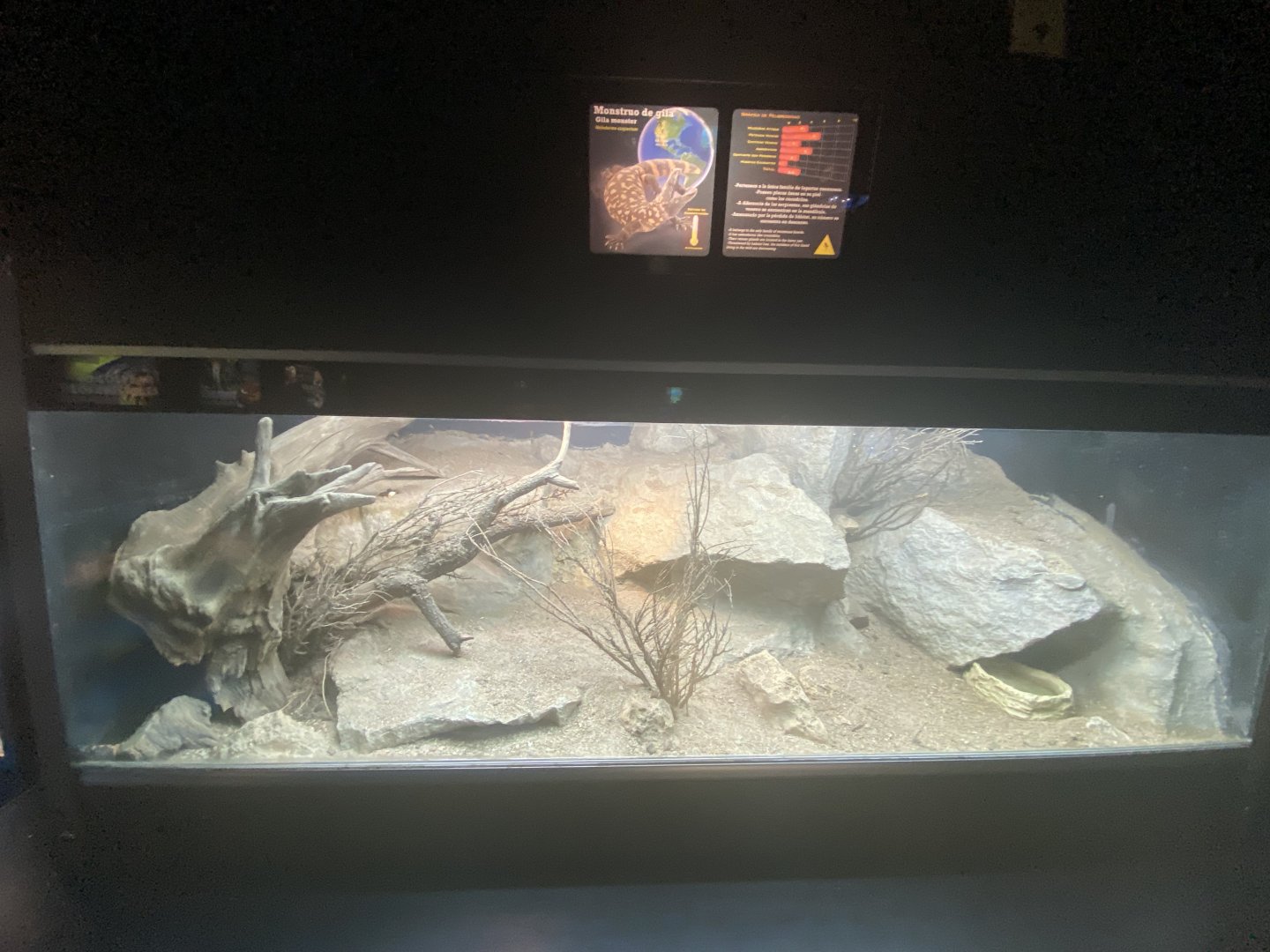 Gila monster exhibit