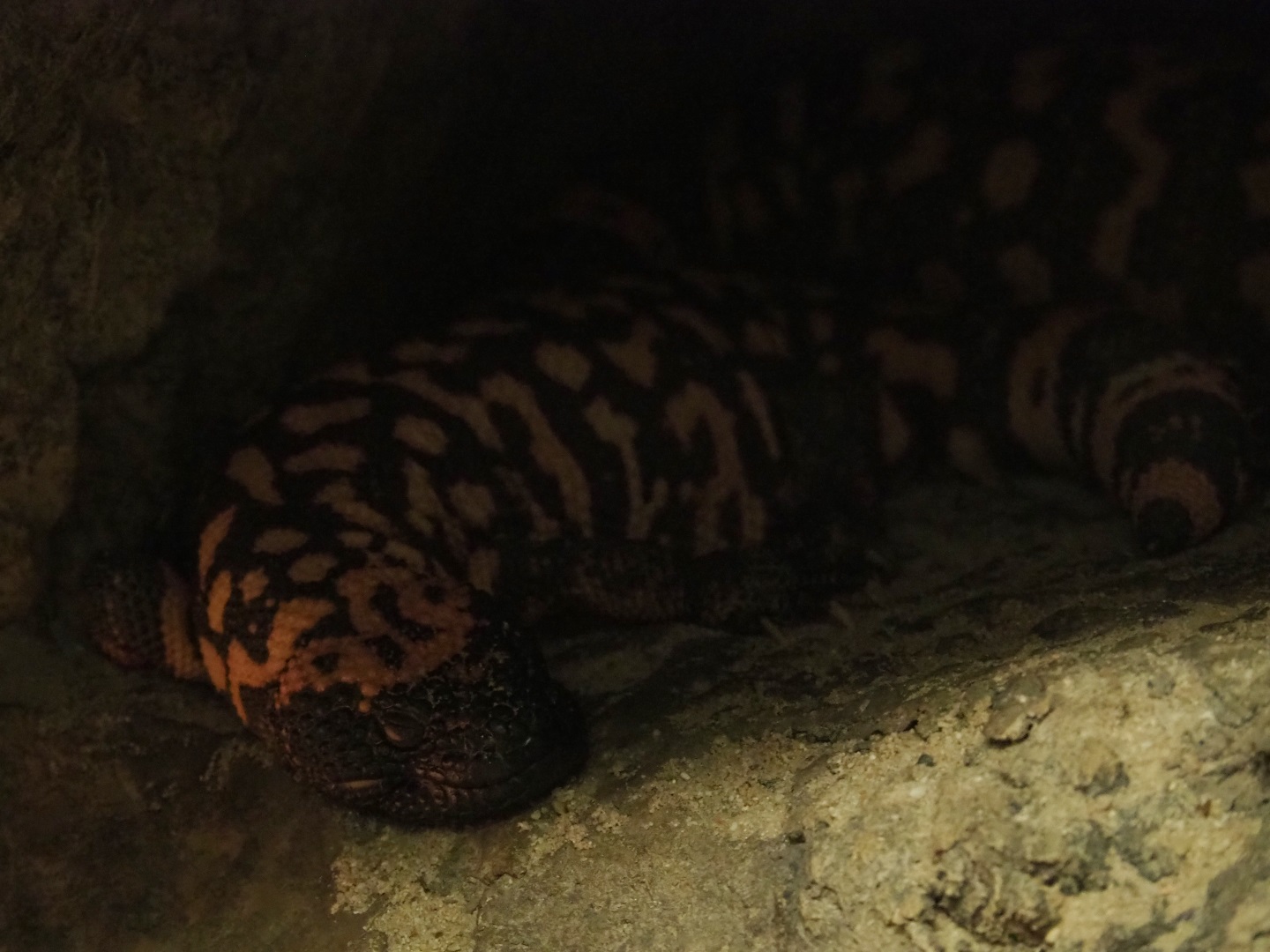 Gila monster (Heloderma suspectum), 2019-04-06
