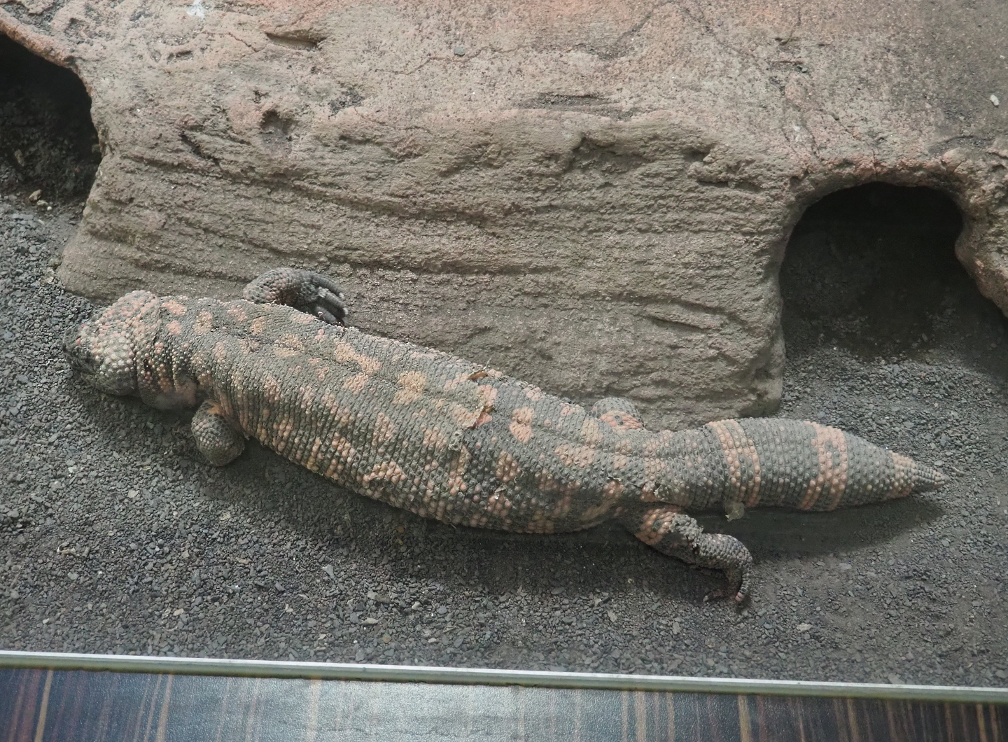 Gila monster (Heloderma suspectum), 2019-12-30
