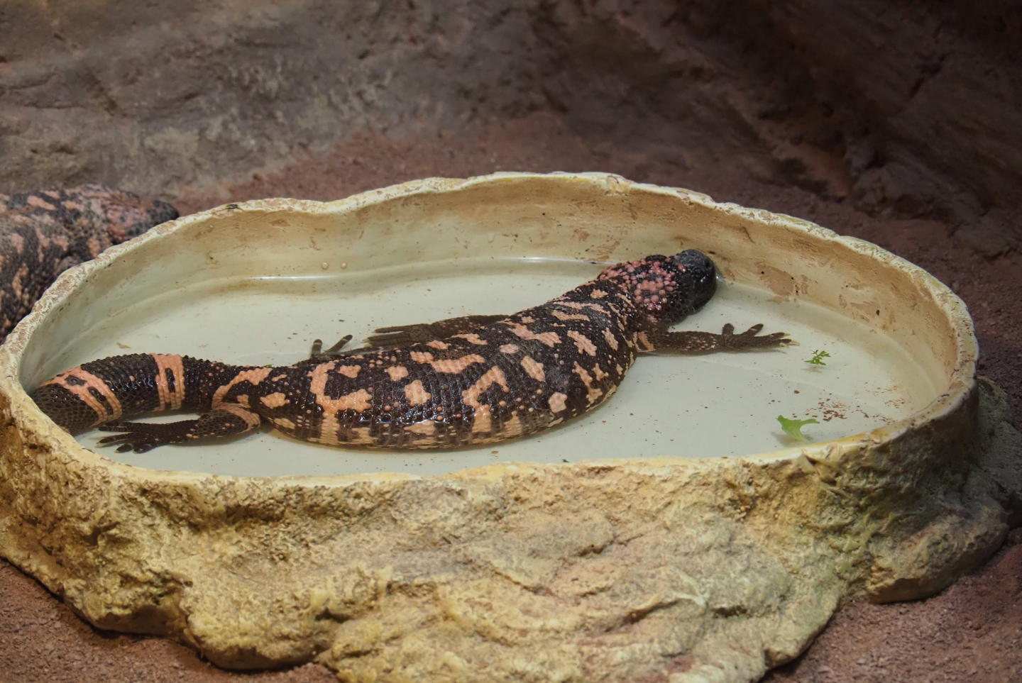 Gila monster (Heloderma suspectum), 2020-05-24