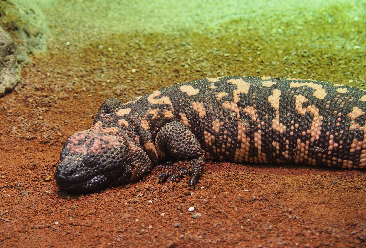 Gila monster (Heloderma suspectum), 2021-07-17