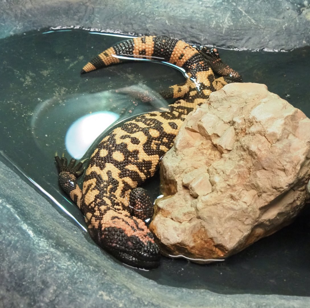Gila monster (Heloderma suspectum), 2022-05-17
