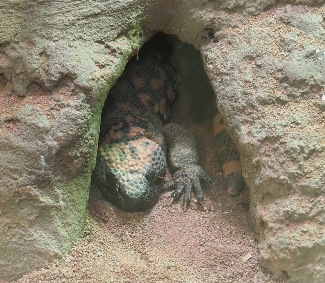 Gila monster (Heloderma suspectum), 2022-05-26