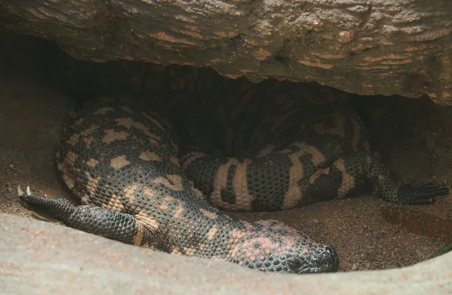 Gila monster (Heloderma suspectum), 2022-09-04