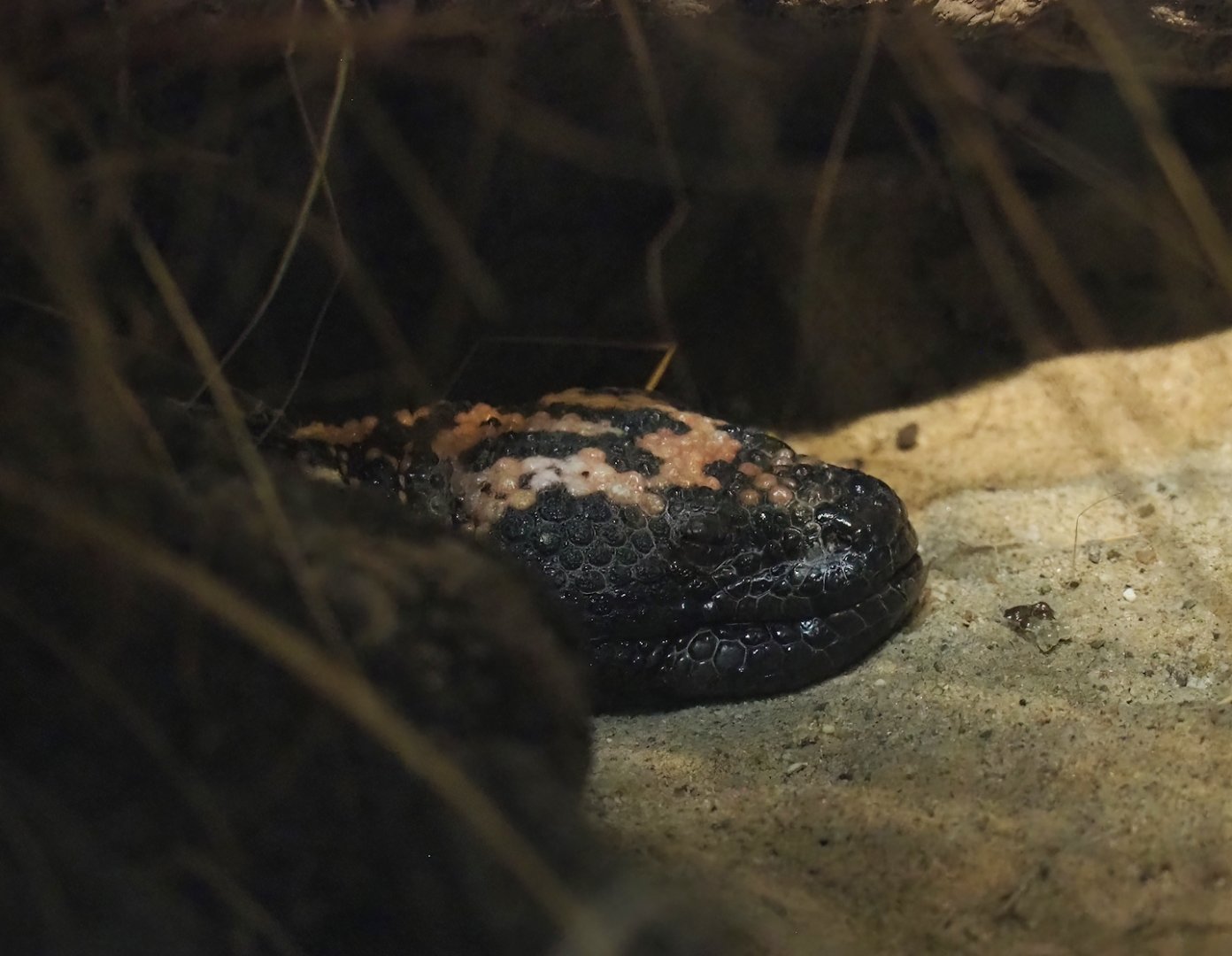 Gila monster (Heloderma suspectum), 2023-10-07